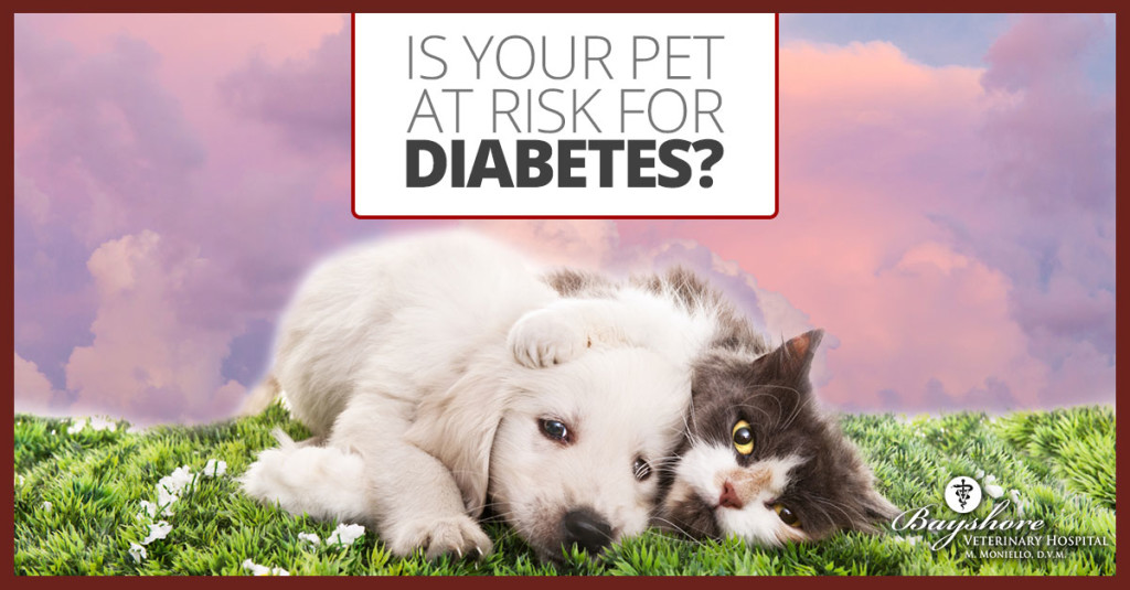 diabetes in dogs holmdel, nj