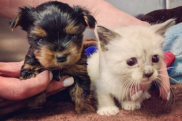 Pet Vaccinations in Holmdel