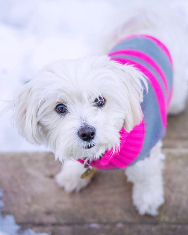 Winter Pet Safety in Holmdel: A White Dog Wearing a Sweater While Outside in the Winter