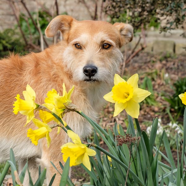 Are Dogs Allergic To Daffodils