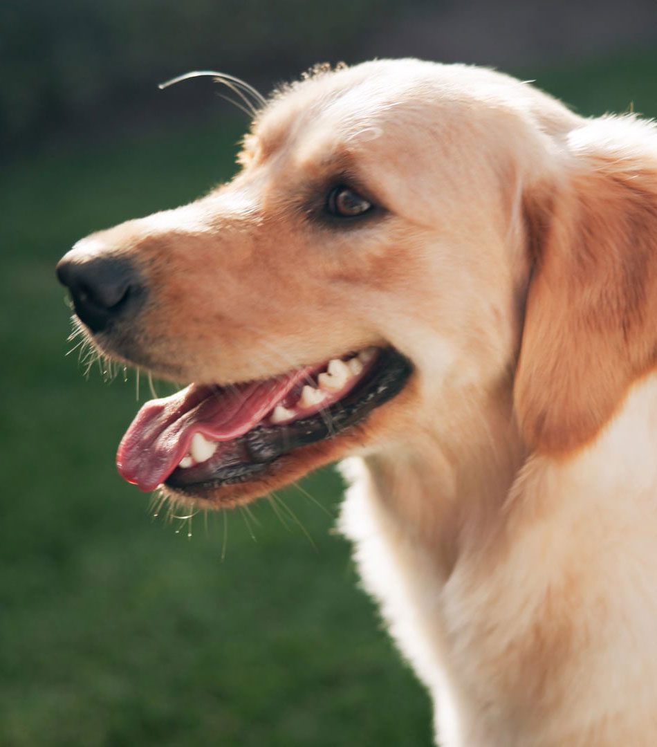 Bayshore Veterinary Hospital