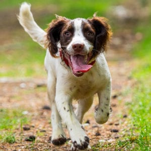 tick prevention for dogs in holmdel, nj