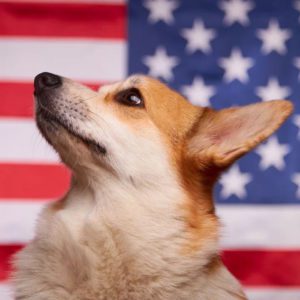4th of july pet safety tips
