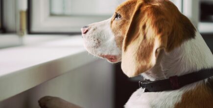How to Manage Dog Separation Anxiety in Holmdel, NJ