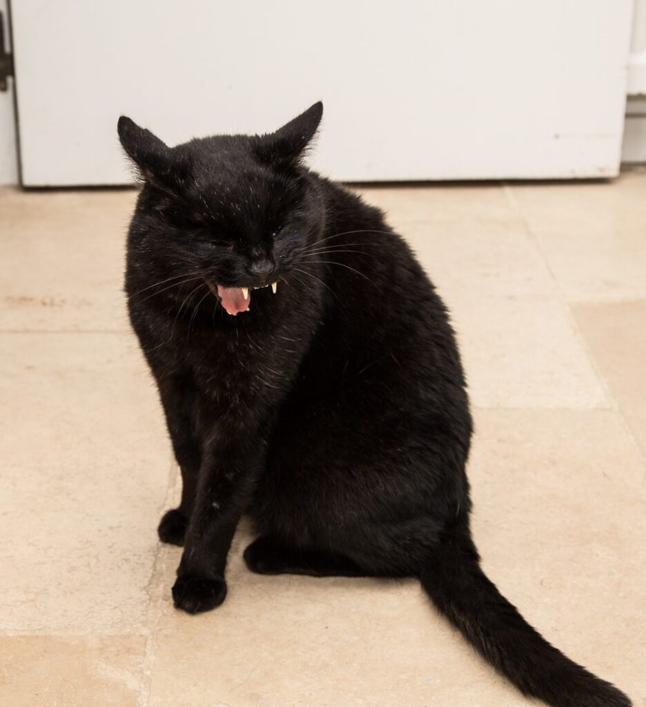 black cat sitting on the floor