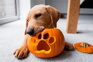 Pet Halloween Safety Tips