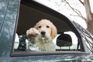 Golden Retriever dog inside a car looking outside the window