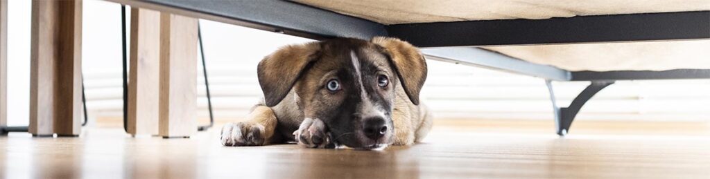 small puppy hiding under the bed