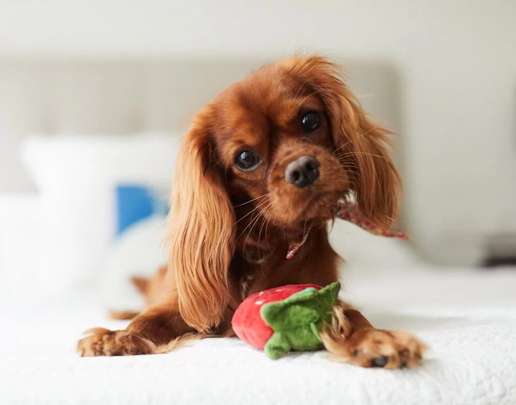 https://bayshore-vet.com/wp-content/uploads/2023/04/puppy-with-strawberry-toy.jpg