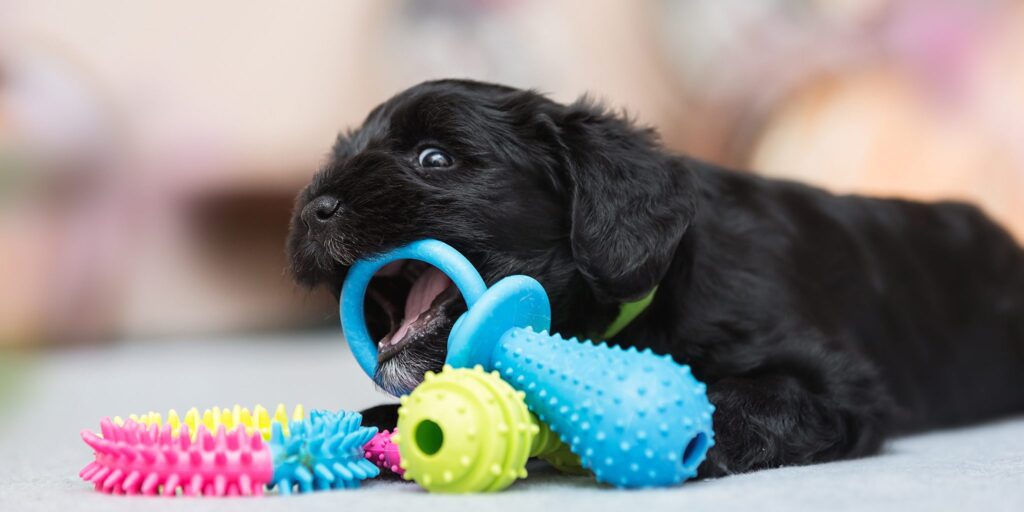 small black puppy chewing on a teething toy