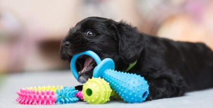 The Best Teething Toys for Puppies in Holmdel, NJ