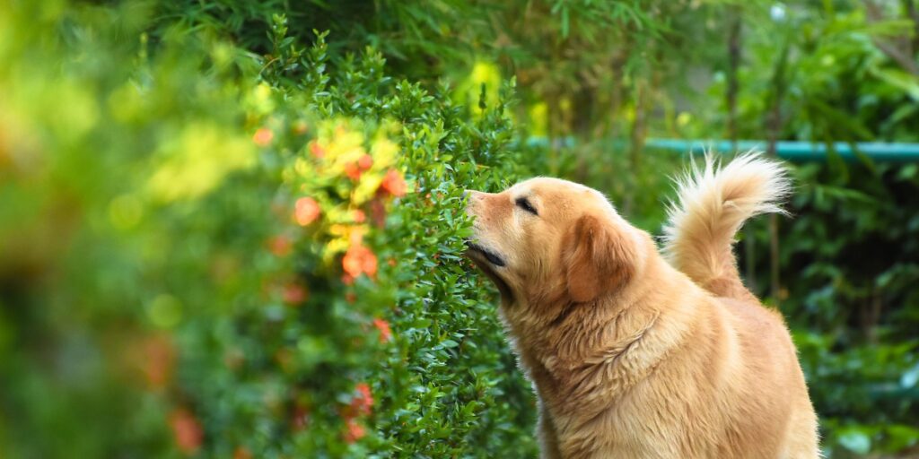 dog outside sniffing different green plants