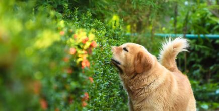 Plants Toxic to Dogs in Holmdel, NJ