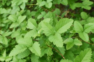 Western Poison Oak Leaves Close Up For Plant Identification High Quality