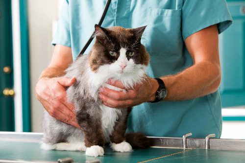 cat-at-vet-clinic-receiving-check-up
