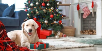 Pet Tips for a Safe Holiday Season