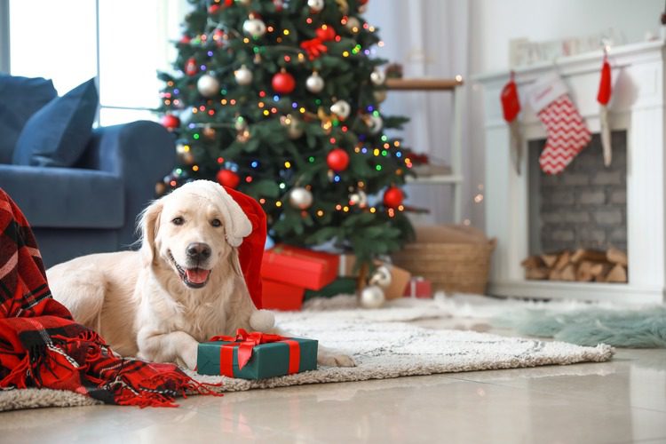 dog-sitting-near-christmas-tree-with-gift-between-paws
