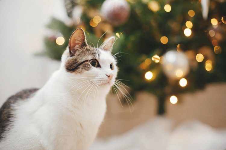 black-and-white-cat-with-christmas-tree-in-background