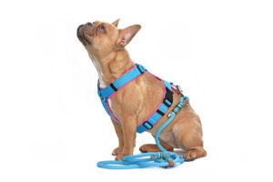 dog in harness