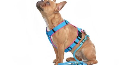 What Kind of Harness Should I Get for My Dog?