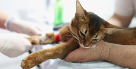 Cat Blood Work Explained: Testing Your Cat’s Health