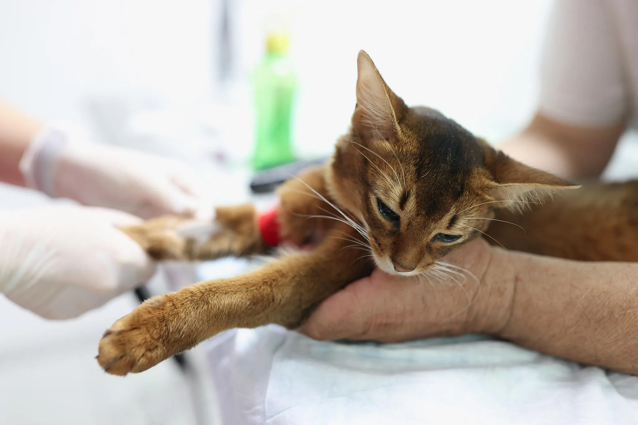 Cat Blood Work Explained: Testing Your Cat's Health | Bayshore ...