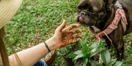 Dog Ate Fertilizer: Next Steps and Emergency Protocols