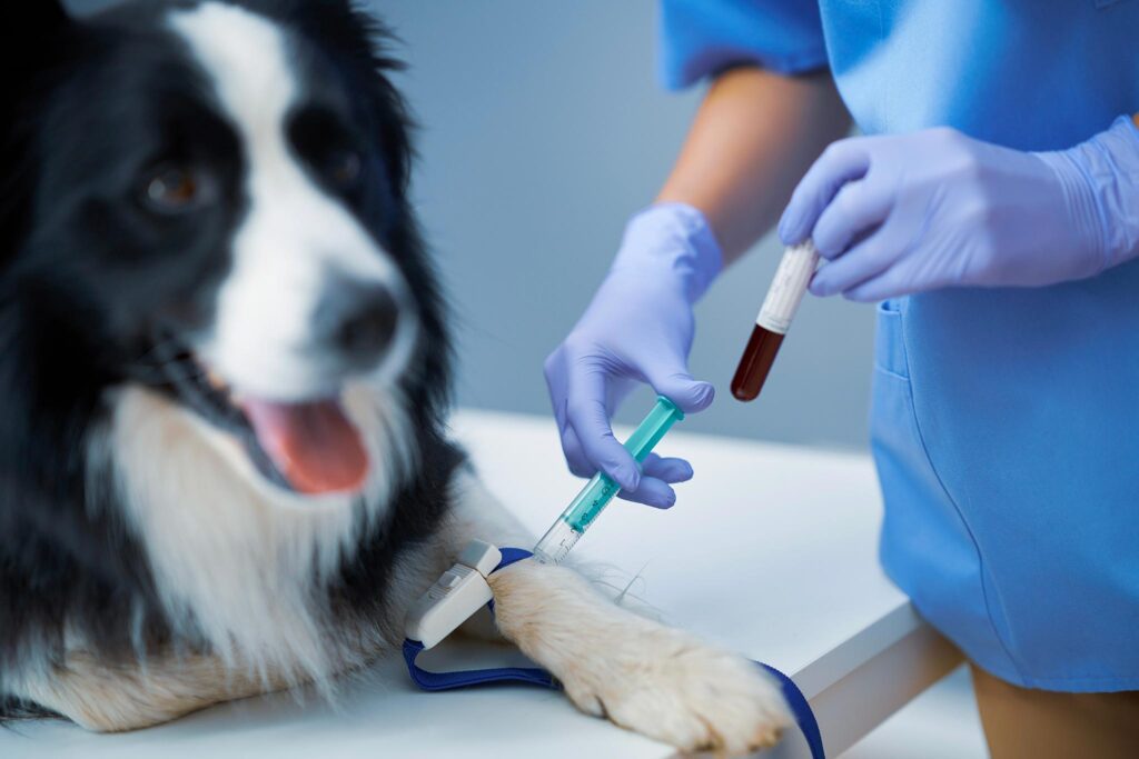 veterinarian drawing blood from a dog