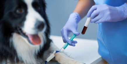 The Importance of Dog Blood Testing