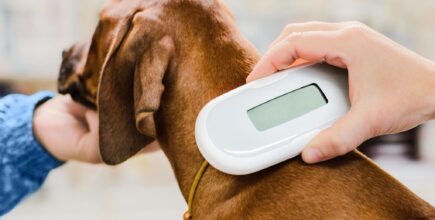 Benefits of Microchipping Your Pet