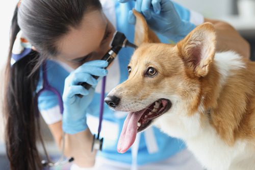 female-vet-examining-corgi-dog's-ear