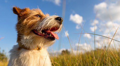 happy-panting-dog-in-summer-in-the-meadow-grass
