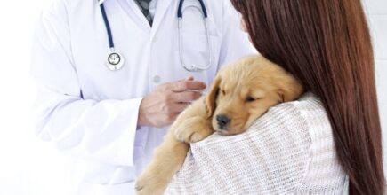 A Guide to the Puppy Vaccine Schedule