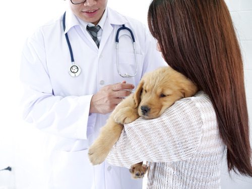 female-pet-owner-holding-golden-retriever-puppy-as-male-vet-examines-puppy-at-clinic
