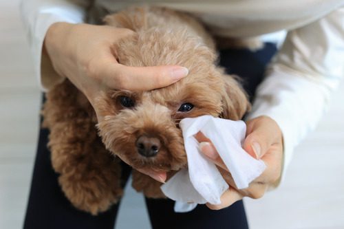 pet-owner-wiping-dog's-eyes-with-tissue