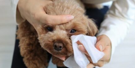Why Do Dogs Get Eye Boogers?