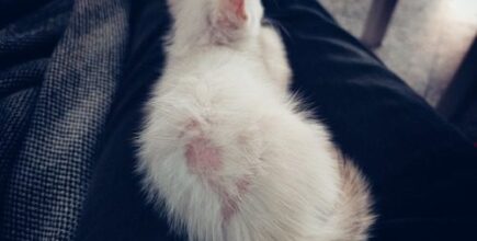 Why Is My Cat Losing Hair?