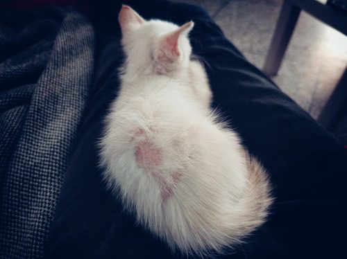 sick-white-kitten-with-hairless-patches-of-fur-sitting-on-the-couch