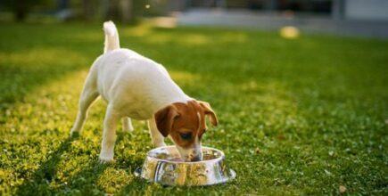 Why Is My Dog Drinking So Much Water?
