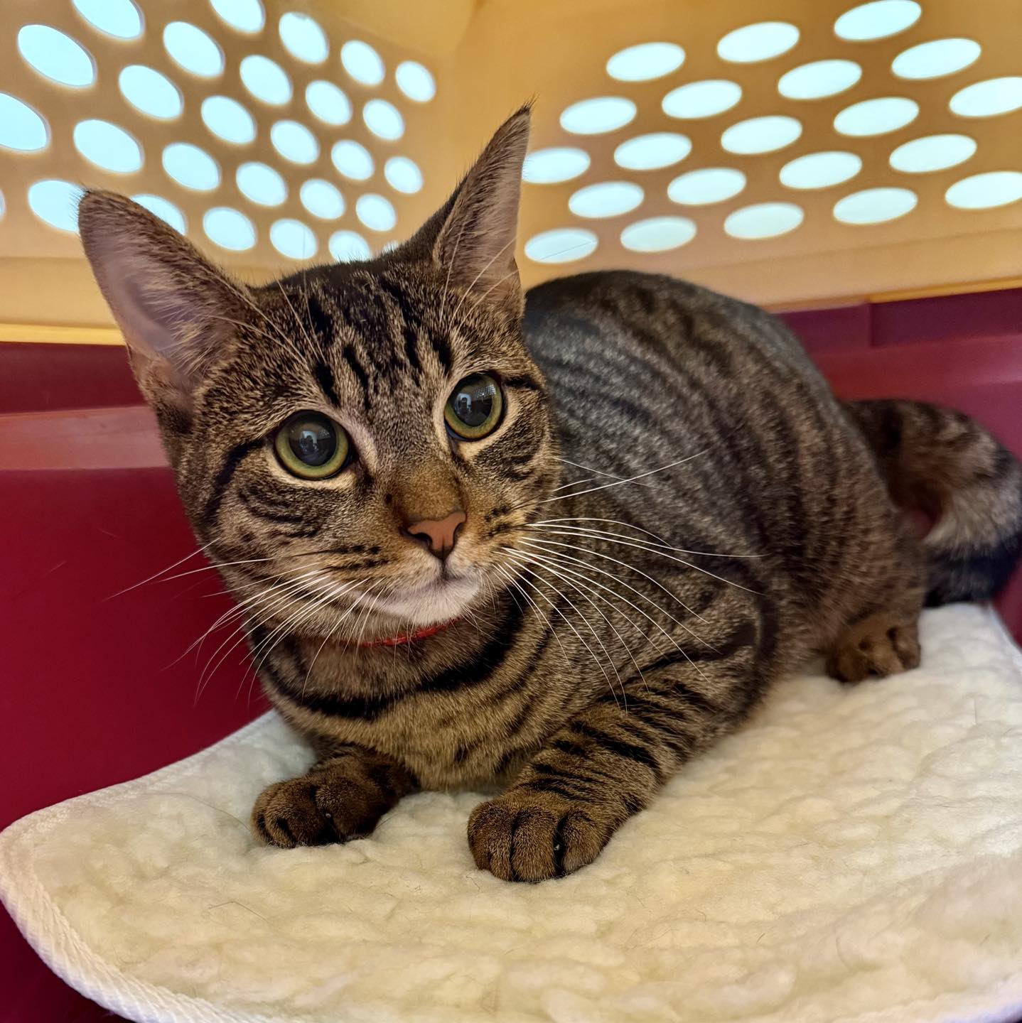 brown tabby cat in pet taxi