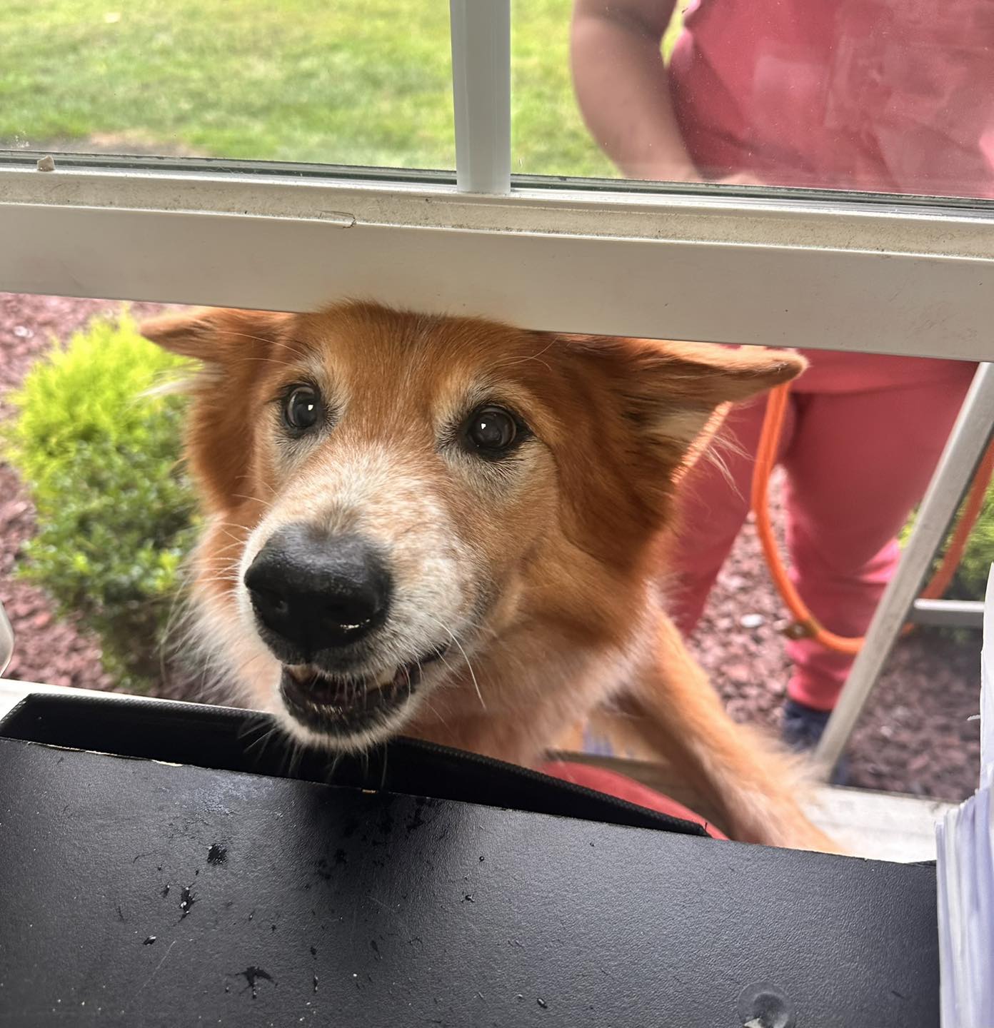 cute red haired dog sticking its head through a window from outside