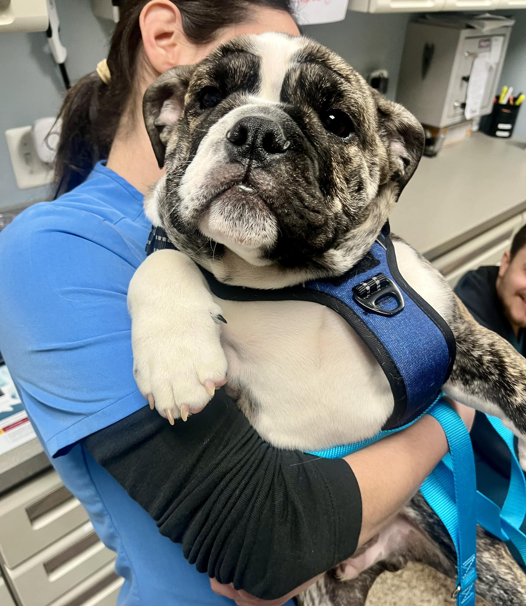 female veterinarian holding bulldog wearing a harness