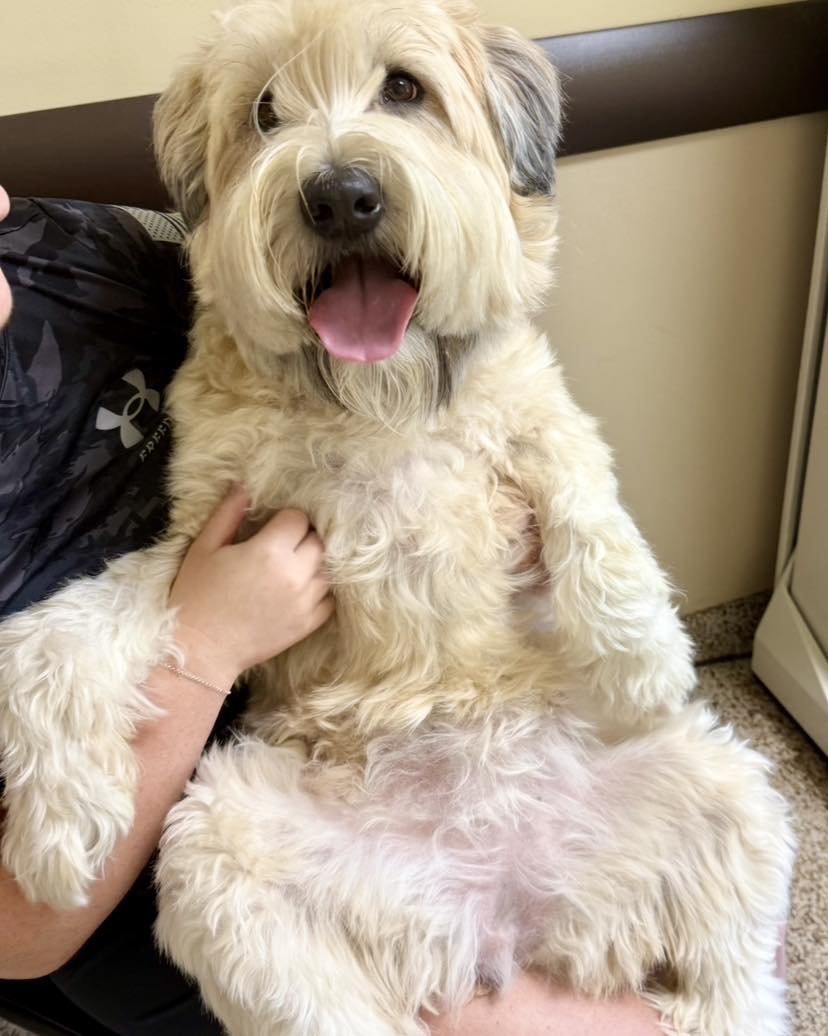 happy fluffy white dog sitting on woman's lap