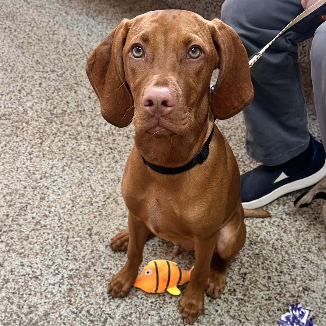 brown dog sitting in our waiting room