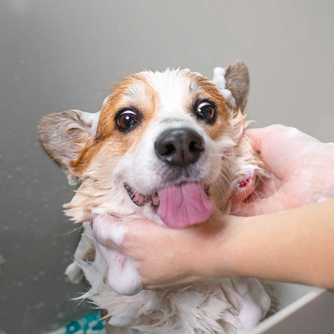 silly corgi sticking out its tongue during a bath