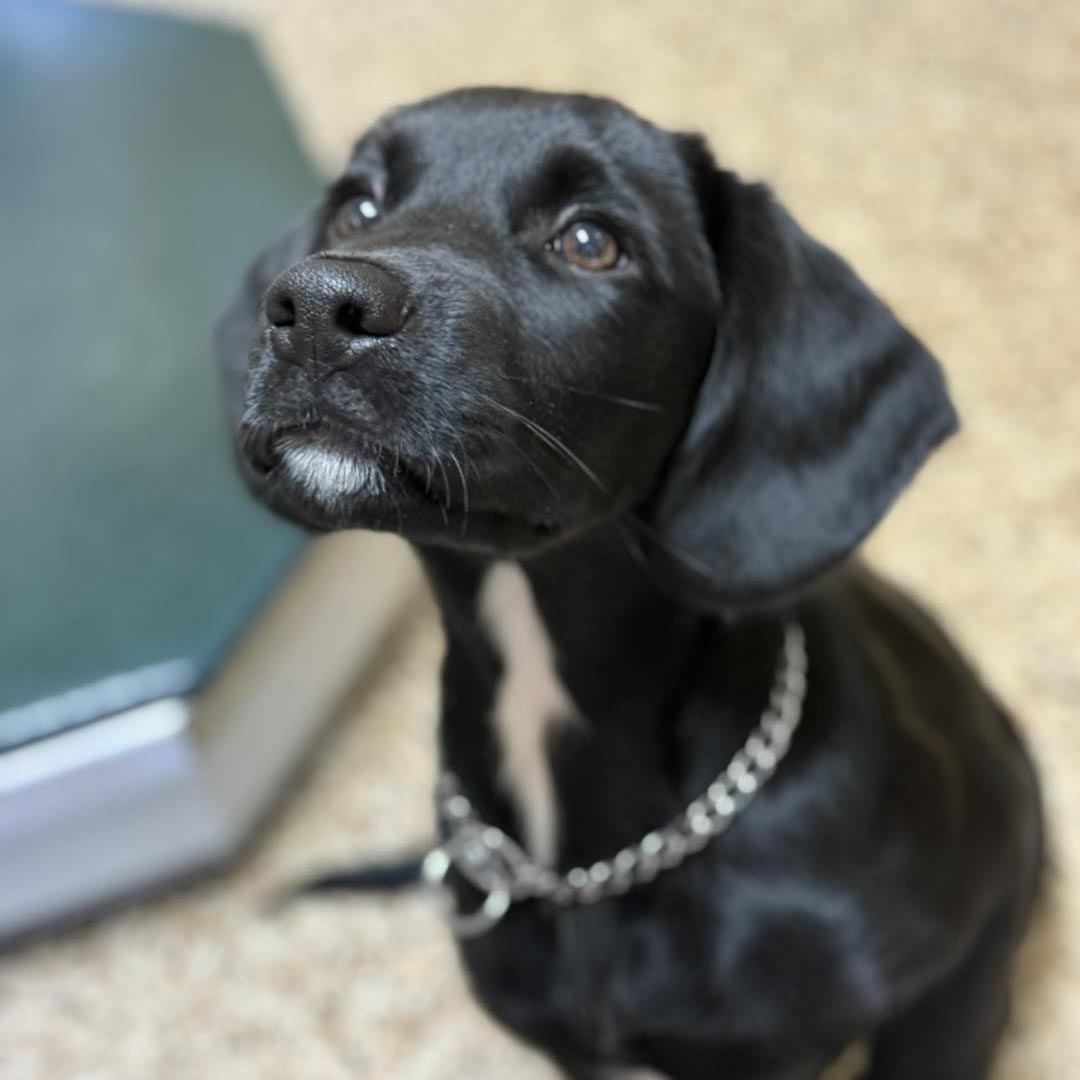 curious black dog with its nose in the air