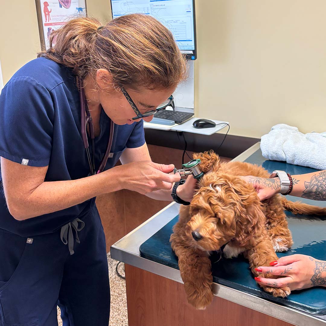 veterinarian checking dog's ear
