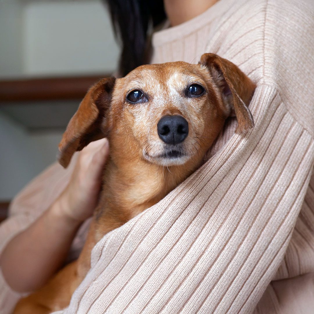 woman holding old brown dog