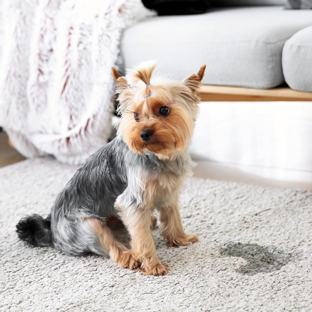 Yorkshire Terrier sitting near a wet spot on the carpet
