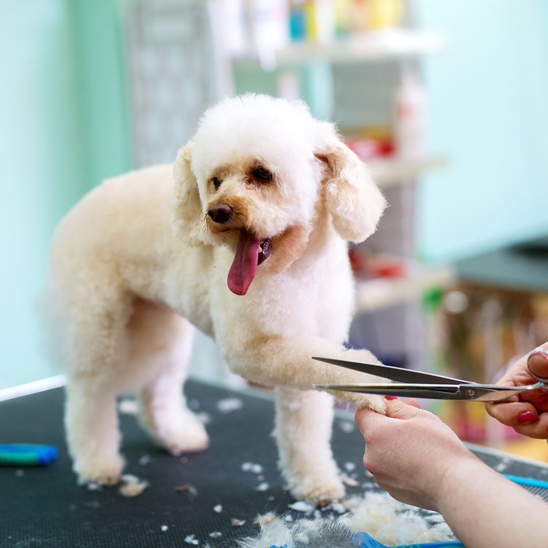 groomer trimming white poodle's fur
